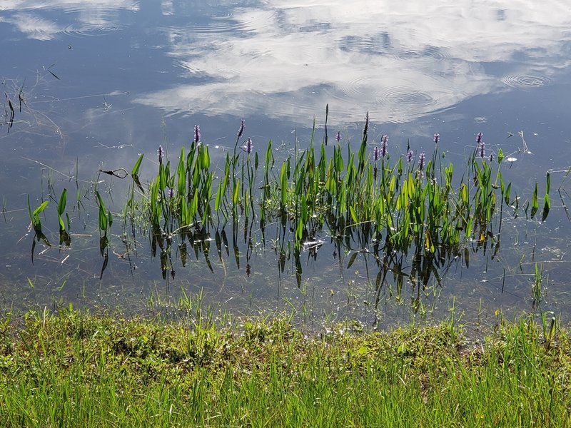 Flowers in the water on the Green Trail.