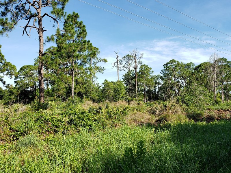 Scrub oak, pine, and palmetto hammock.