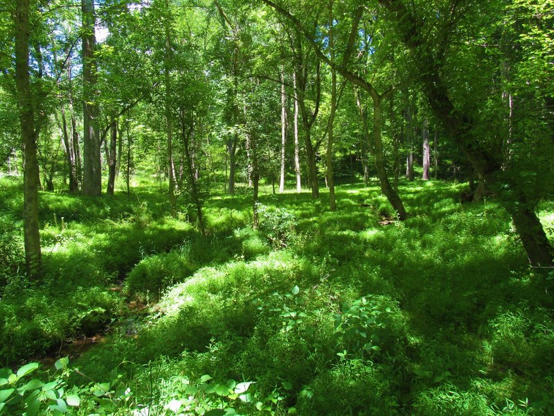 Grassy floodplain surrounding Thru Trail Alternate.