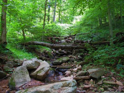 Small stream crossing Alternate Thru Trail.