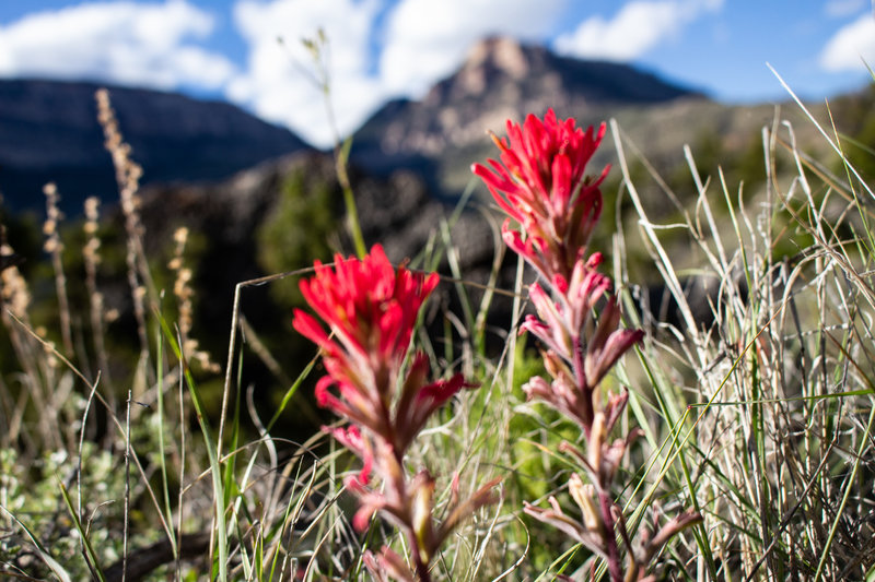 Bighorn wildflowers along the Shell Bench Trail.