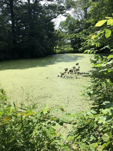 View of the turtle pond.