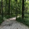 Walking up the hill through tree canopy.