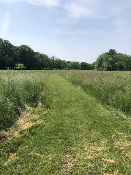 Walking near the bluebird houses.