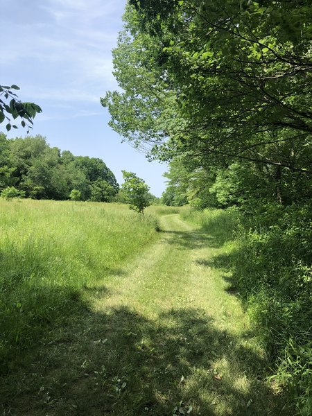 Walking past some nice old oak trees.