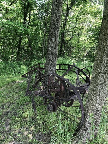 Tree growing through old farm implement.