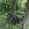 Tree growing through old farm implement.