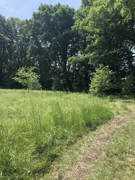 Beautiful grassy area surrounded by large oak trees.