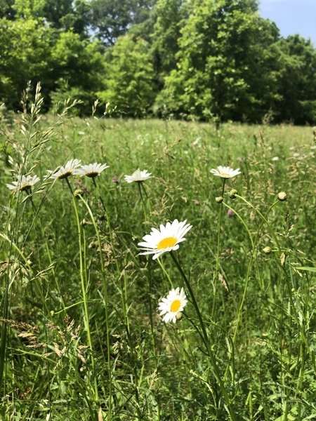 Wildflowers in the grassy area.