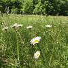 Wildflowers in the grassy area.