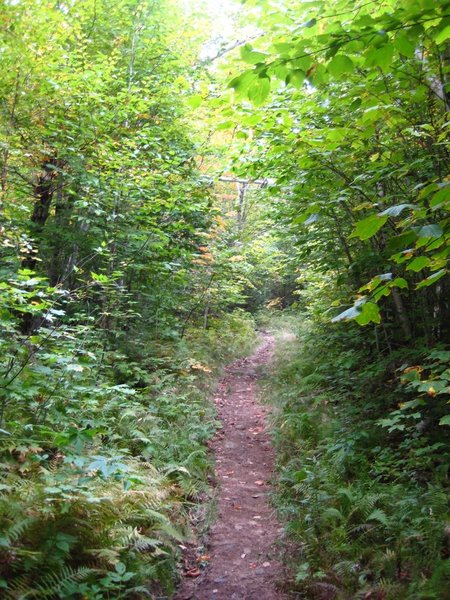 Blissful green tunnel running on the way up to Gentian Pond.