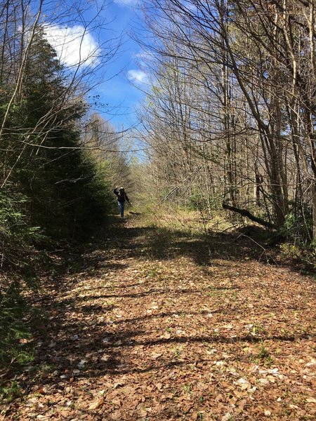 A more overgrown section of the old road through Winding Falls Primitive Corridor.