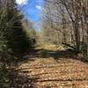 A more overgrown section of the old road through Winding Falls Primitive Corridor.