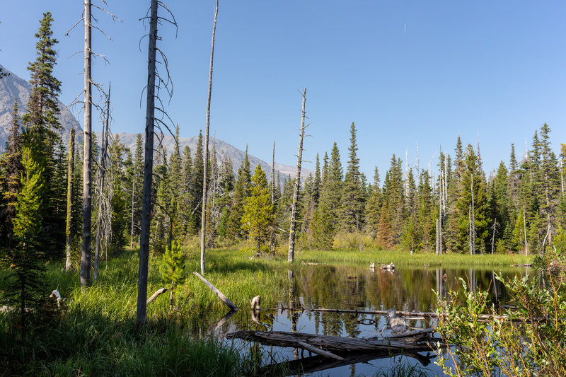 A small pond next to Two Medicine Lake South Shore Trail.