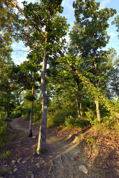 Buffalo Creek Preserve Trail