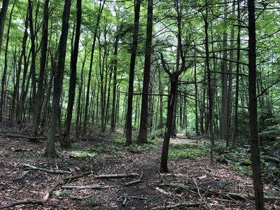 View along the trail