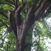 This old growth redwood sits off the left side of the trail and reminds you just how gigantic these trees can become.