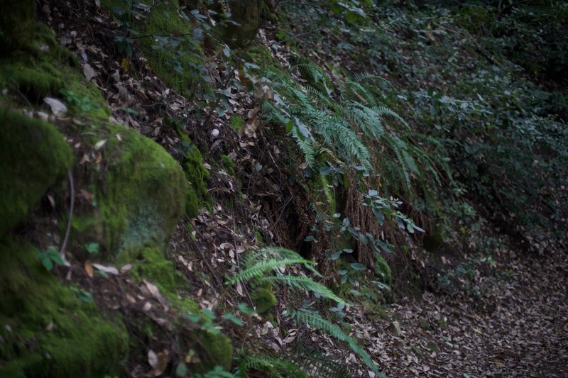 The moisture in the area, which is perfect for redwoods, allows ferns and mosses to flourish here as well.