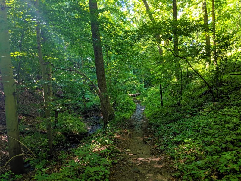 View looking southward along Vineyard Springs Trail.