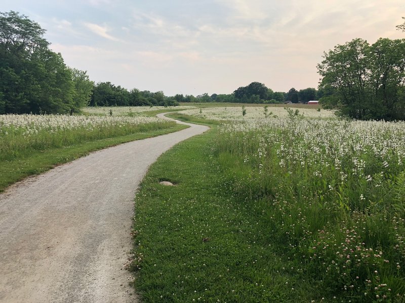 Fields of flowers along the Connector Trail, looking southwest.