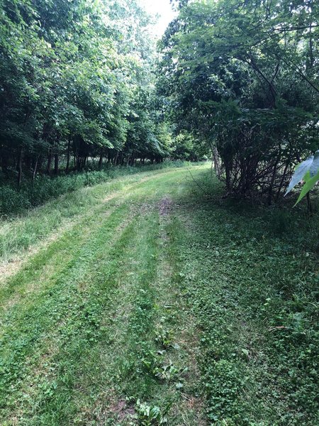 Grass on the trail -- most of Mingo Trail is grassy. Dew will soak your shoes eventually.