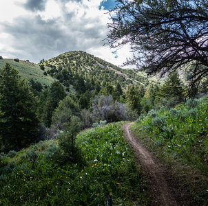 On the incline heading north from North Willow Canyon.