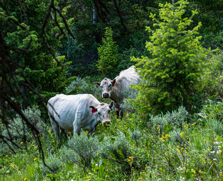 Cows in North Willow Canyon, just off the trail.