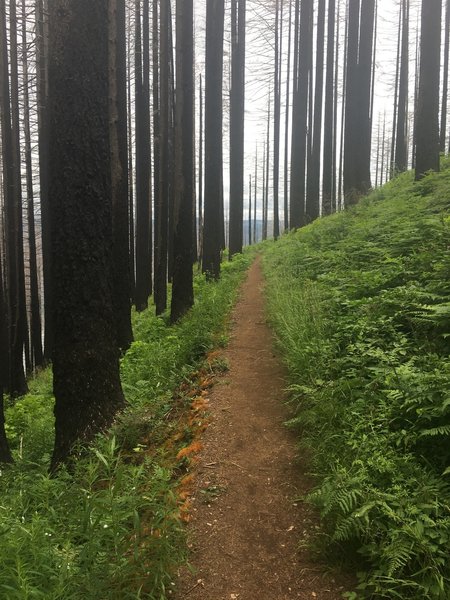 Near the highest section of trail.