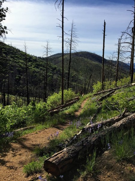 Most of the trail is singletrack, sometimes passing through burn areas that are re-growing with greenery and wildflowers if you time it right (taken in June 2019).