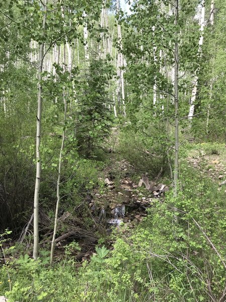 Lots of downed trees on the southern part of the loop near the top.