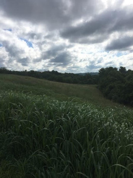 Rolling hills alongside trail.