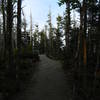 Coast Guard Trail, West Quoddy Head, Maine.