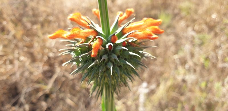 Some natural plants.