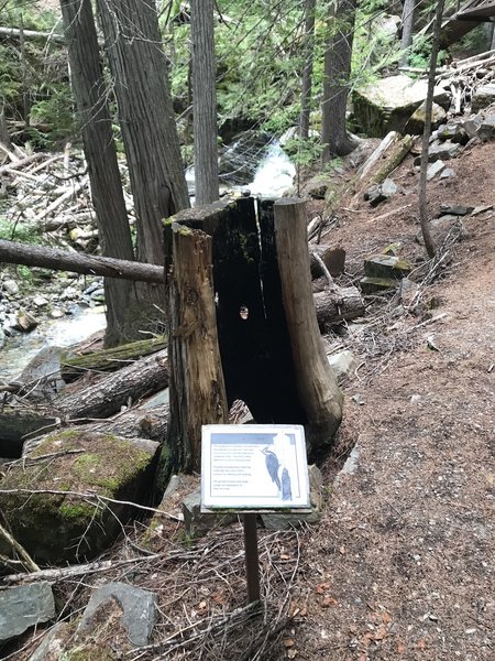 Woodpecker stump.