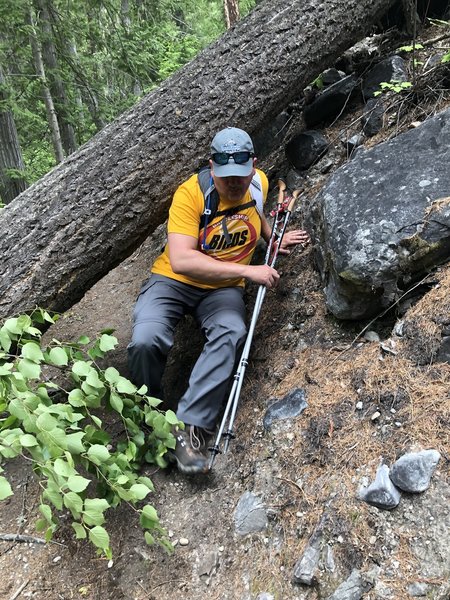 Tree down at the beginning of the trail.