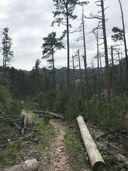 South on Horse Thief Lake Trail.