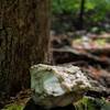 Picturesque piece of quartz along the Jane Trail