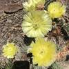 Cactus blooming everywhere.