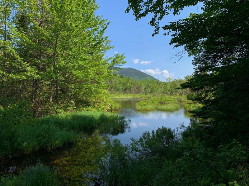 Looking toward the Sandwich Range Wilderness from Guinea Pond Trail.