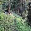 How most of the top half of the trail looks. Big logs have been cut out, but the trail itself is fading