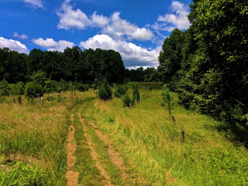 View of reforestation area as Drivers Road East emerges from the forest.