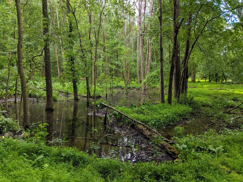 Wetlands on the western end of the Wood Marr Trail.