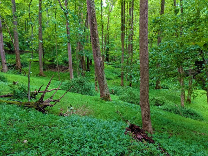 Hilly understory along the Wood Marr trail.