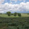 View of the trees that line Sand Creek.