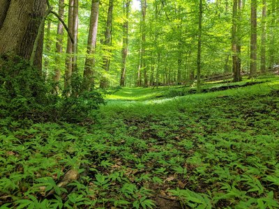 A now overgrown path leading off of the Horse Hockey trail.