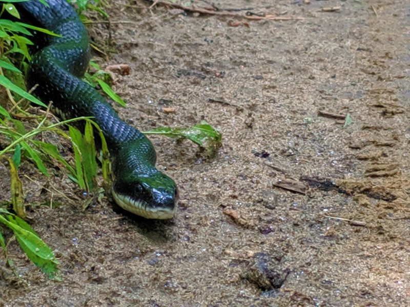 A nonvenomous black rat snake sunbathing on the Mckeldin View Trail.  Always remember to give wildlife a wide berth and treat them with respect!