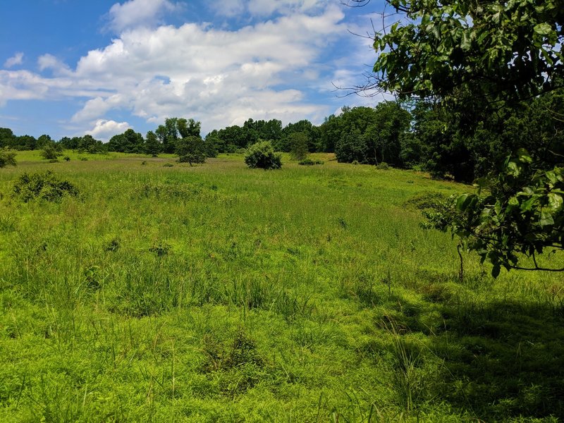 Field of wildflowers and grasses to the north of Horse Hockey trail.