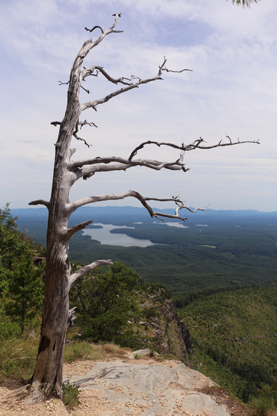 The decaying tree around halfway up the Shortoff Mountain Trail. It reminds me of the Jeffery pine that was once atop Sentinel Dome.