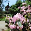 The flower across mansion driveway