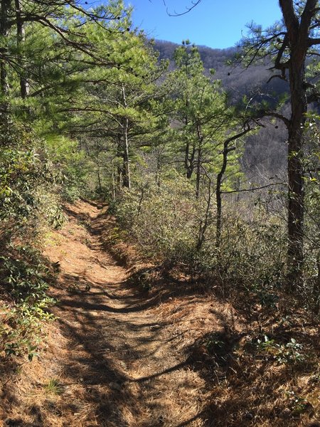 Lower Mt. Cammerer Trail in the February afternoon sun.